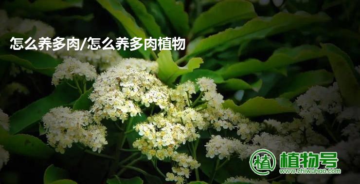 怎么养多肉/怎么养多肉植物