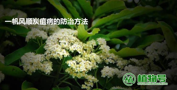 一帆风顺炭疽病的防治方法