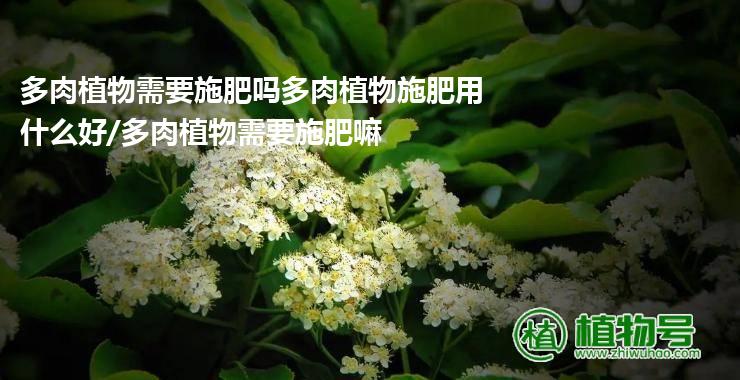 多肉植物需要施肥吗多肉植物施肥用什么好/多肉植物需要施肥嘛