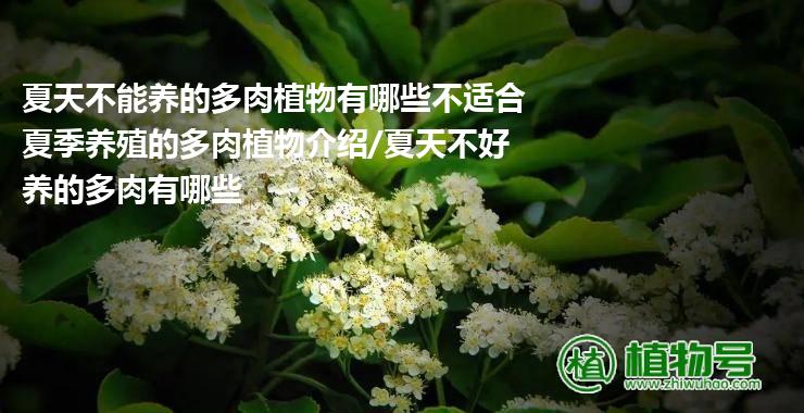 夏天不能养的多肉植物有哪些不适合夏季养殖的多肉植物介绍/夏天不好养的多肉有哪些