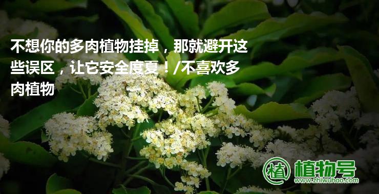 不想你的多肉植物挂掉，那就避开这些误区，让它安全度夏！/不喜欢多肉植物