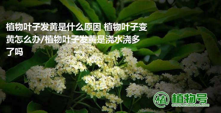 植物叶子发黄是什么原因 植物叶子变黄怎么办/植物叶子发黄是浇水浇多了吗