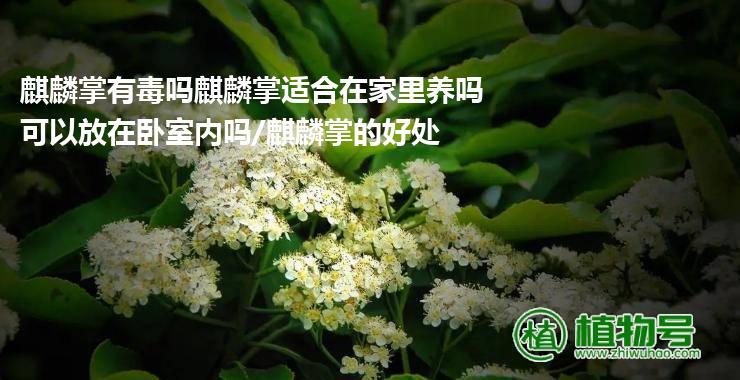 麒麟掌有毒吗麒麟掌适合在家里养吗可以放在卧室内吗/麒麟掌的好处