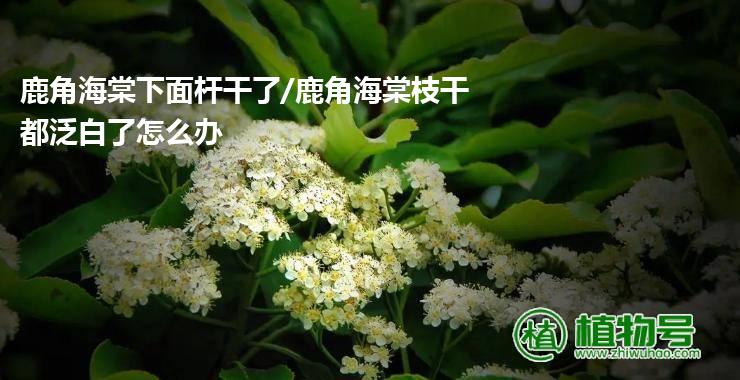 鹿角海棠下面杆干了/鹿角海棠枝干都泛白了怎么办