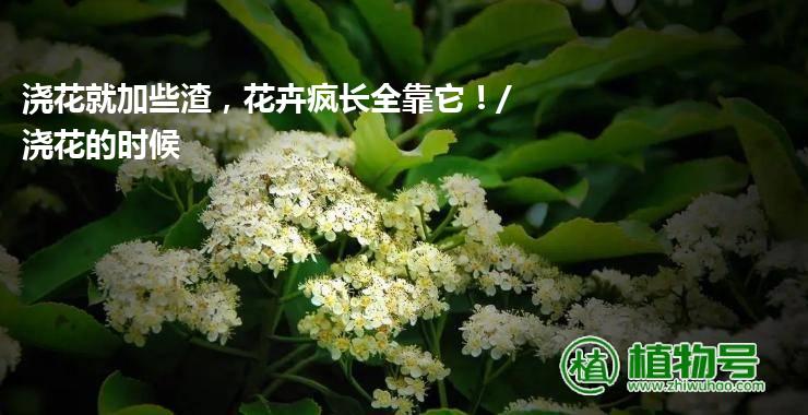 浇花就加些渣，花卉疯长全靠它！/浇花的时候