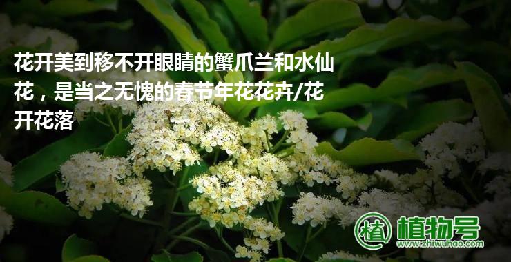 花开美到移不开眼睛的蟹爪兰和水仙花，是当之无愧的春节年花花卉/花开花落