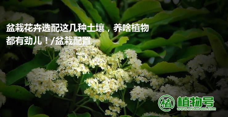 盆栽花卉选配这几种土壤，养啥植物都有劲儿！/盆栽配置