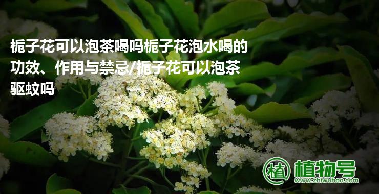 栀子花可以泡茶喝吗栀子花泡水喝的功效、作用与禁忌/栀子花可以泡茶驱蚊吗