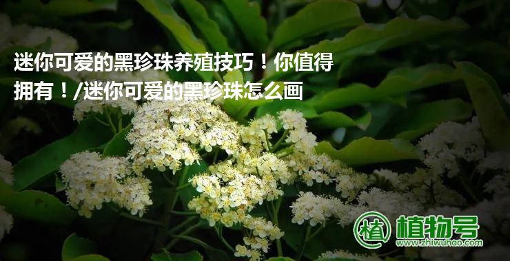 迷你可爱的黑珍珠养殖技巧！你值得拥有！/迷你可爱的黑珍珠怎么画