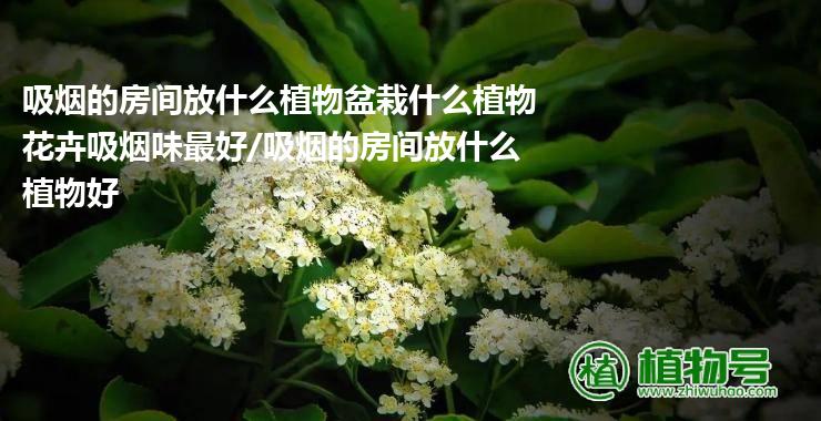 吸烟的房间放什么植物盆栽什么植物花卉吸烟味最好/吸烟的房间放什么植物好