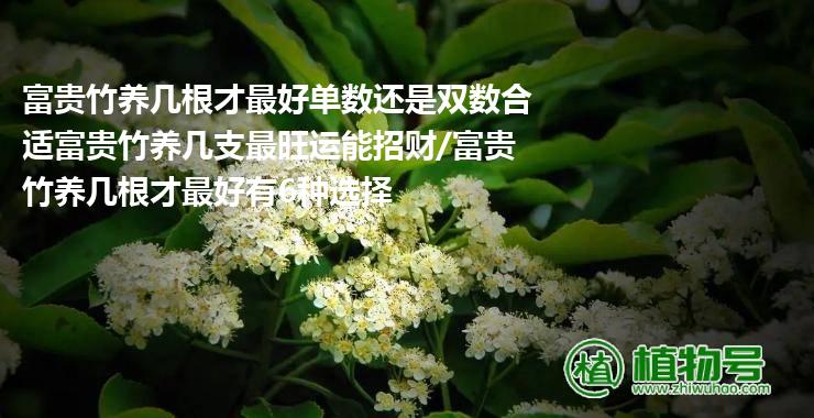 富贵竹养几根才最好单数还是双数合适富贵竹养几支最旺运能招财/富贵竹养几根才最好有6种选择