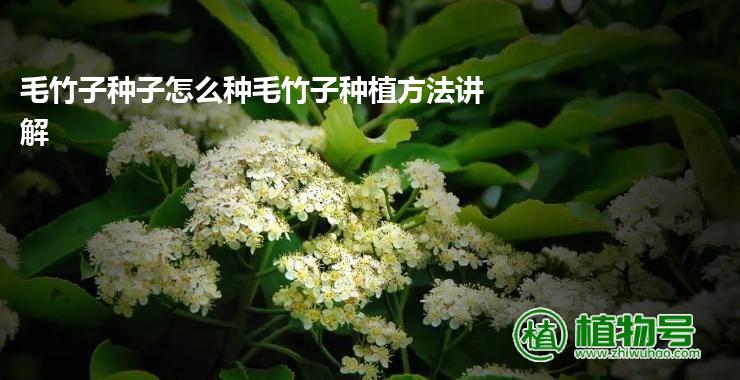 毛竹子种子怎么种毛竹子种植方法讲解