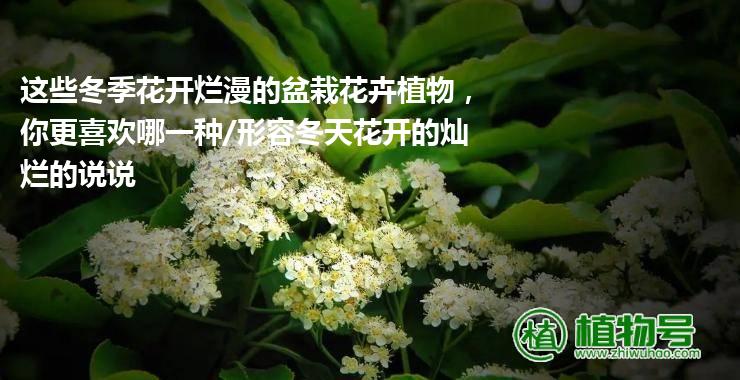 这些冬季花开烂漫的盆栽花卉植物，你更喜欢哪一种/形容冬天花开的灿烂的说说