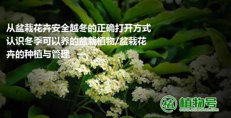 从盆栽花卉安全越冬的正确打开方式认识冬季可以养的盆栽植物/盆栽花卉的种植与管理