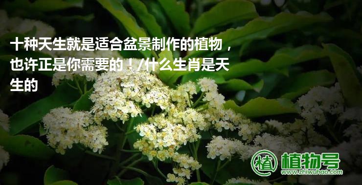 十种天生就是适合盆景制作的植物，也许正是你需要的！/什么生肖是天生的