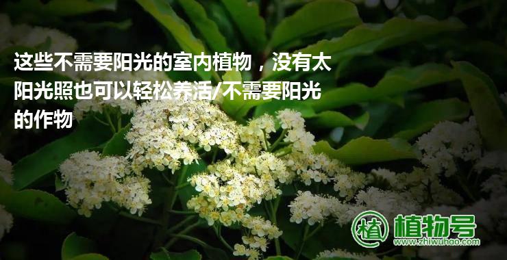 这些不需要阳光的室内植物，没有太阳光照也可以轻松养活/不需要阳光的作物