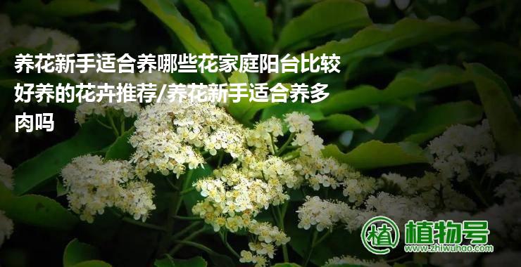 养花新手适合养哪些花家庭阳台比较好养的花卉推荐/养花新手适合养多肉吗