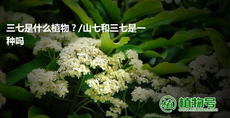 三七是什么植物？/山七和三七是一种吗