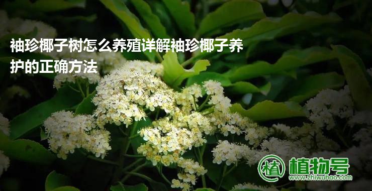 袖珍椰子树怎么养殖详解袖珍椰子养护的正确方法