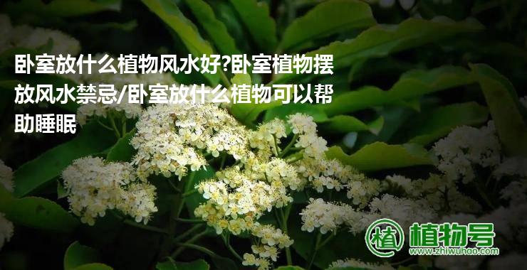 卧室放什么植物风水好?卧室植物摆放风水禁忌/卧室放什么植物可以帮助睡眠