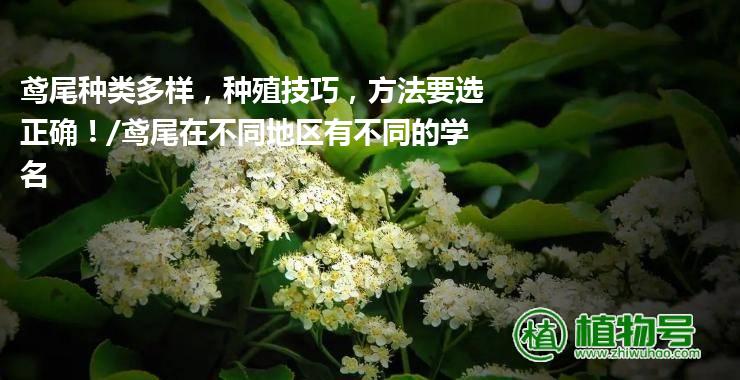 鸢尾种类多样，种殖技巧，方法要选正确！/鸢尾在不同地区有不同的学名