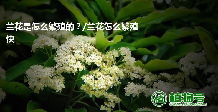 兰花是怎么繁殖的？/兰花怎么繁殖快