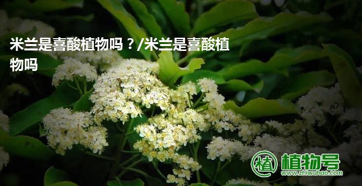 米兰是喜酸植物吗？/米兰是喜酸植物吗