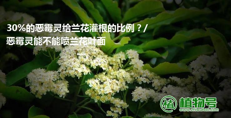 30%的恶霉灵给兰花灌根的比例？/恶霉灵能不能喷兰花叶面