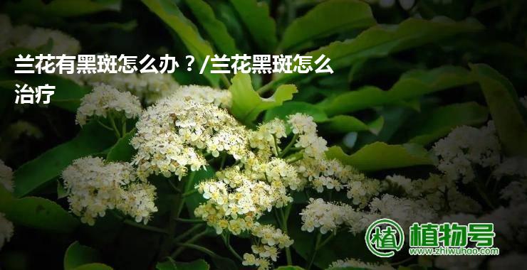 兰花有黑斑怎么办？/兰花黑斑怎么治疗