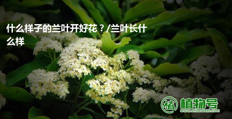 什么样子的兰叶开好花？/兰叶长什么样