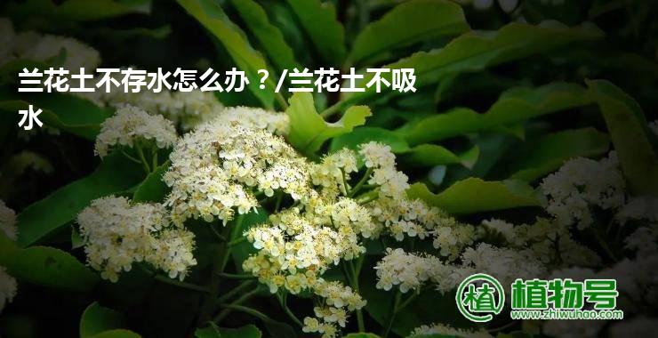 兰花土不存水怎么办？/兰花土不吸水