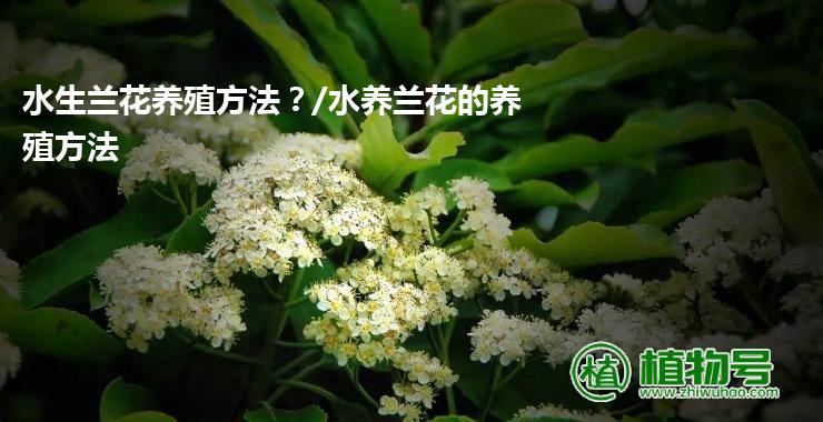 水生兰花养殖方法？/水养兰花的养殖方法