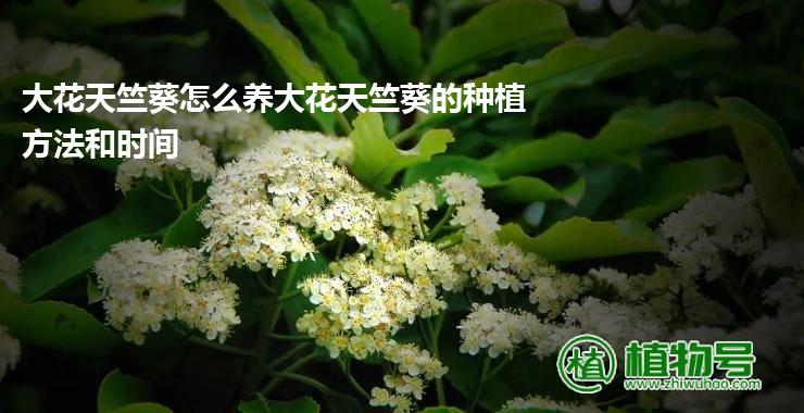 大花天竺葵怎么养大花天竺葵的种植方法和时间