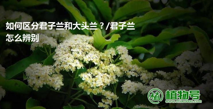 如何区分君子兰和大头兰？/君子兰怎么辨别