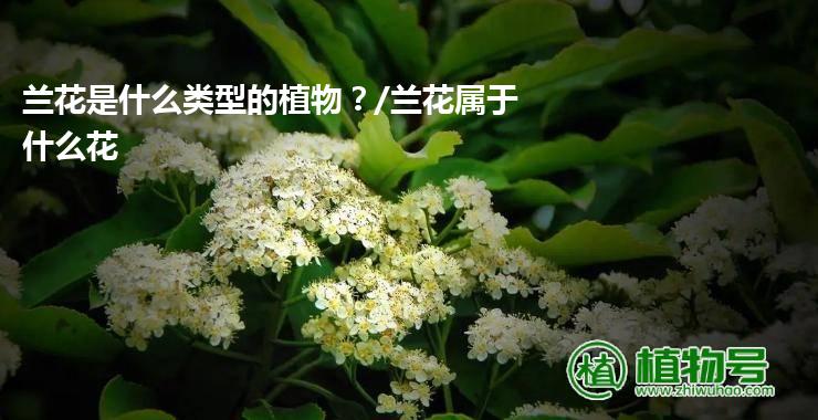 兰花是什么类型的植物？/兰花属于什么花