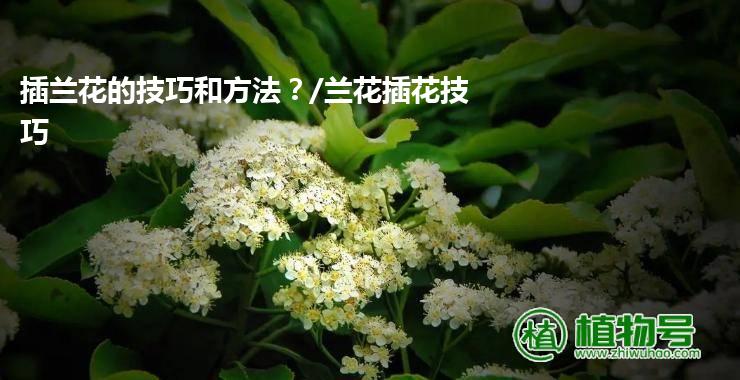 插兰花的技巧和方法？/兰花插花技巧