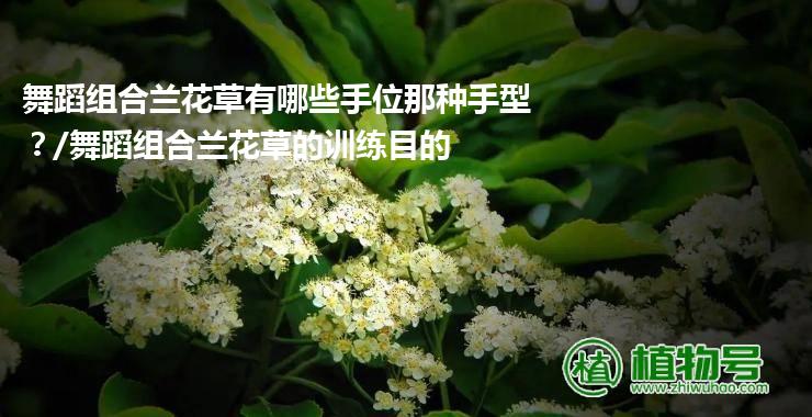 舞蹈组合兰花草有哪些手位那种手型？/舞蹈组合兰花草的训练目的