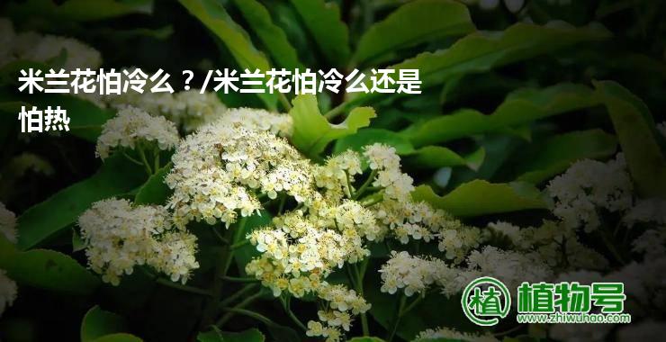 米兰花怕冷么？/米兰花怕冷么还是怕热