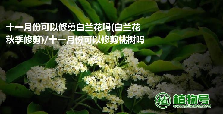 十一月份可以修剪白兰花吗(白兰花秋季修剪)/十一月份可以修剪桃树吗