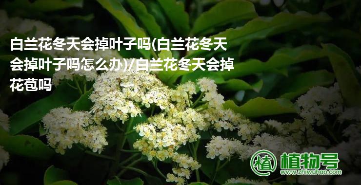 白兰花冬天会掉叶子吗(白兰花冬天会掉叶子吗怎么办)/白兰花冬天会掉花苞吗