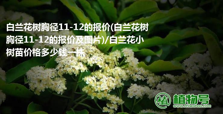 白兰花树胸径11-12的报价(白兰花树胸径11-12的报价及图片)/白兰花小树苗价格多少钱一株