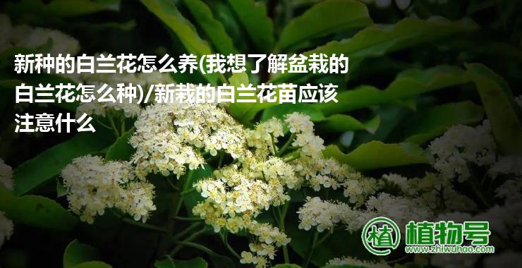 新种的白兰花怎么养(我想了解盆栽的白兰花怎么种)/新栽的白兰花苗应该注意什么