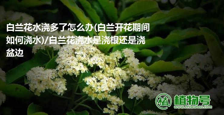 白兰花水浇多了怎么办(白兰开花期间如何浇水)/白兰花浇水是浇根还是浇盆边