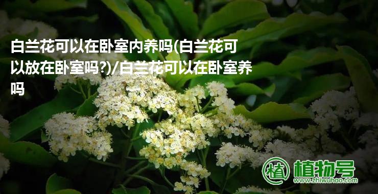 白兰花可以在卧室内养吗(白兰花可以放在卧室吗?)/白兰花可以在卧室养吗