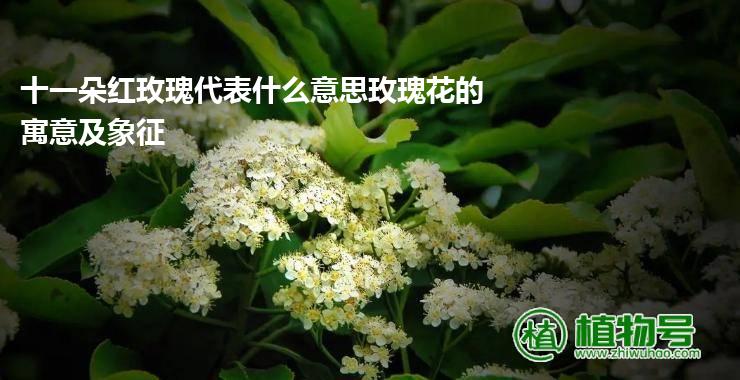 十一朵红玫瑰代表什么意思玫瑰花的寓意及象征