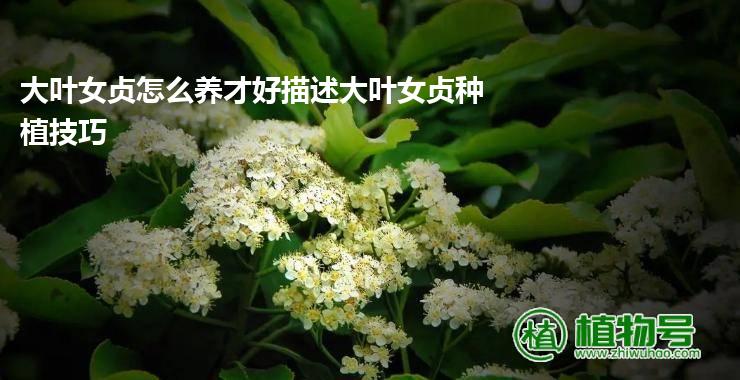 大叶女贞怎么养才好描述大叶女贞种植技巧