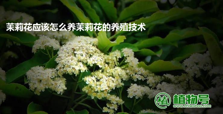 茉莉花应该怎么养茉莉花的养殖技术