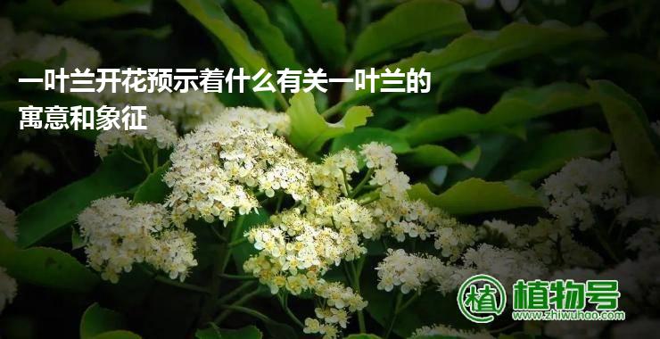 一叶兰开花预示着什么有关一叶兰的寓意和象征