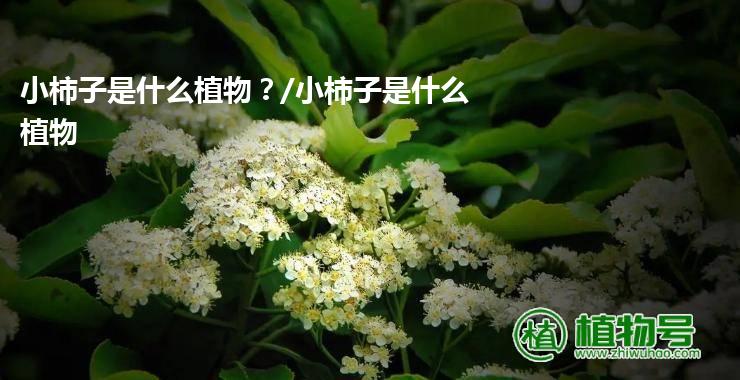 小柿子是什么植物？/小柿子是什么植物