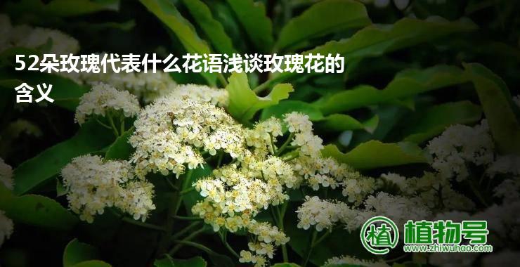 52朵玫瑰代表什么花语浅谈玫瑰花的含义